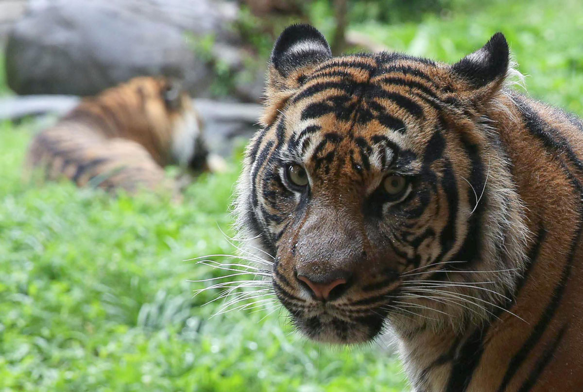 Sumatran Tiger